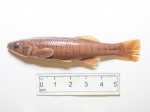 Fundulus diaphanus - banded killifish