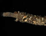 Picture of Owenia fusiformis
