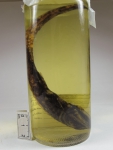 Stomiiformes