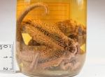 Asteroidea (starfish)