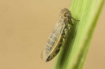 Prokelisia marginata (brachypteer)