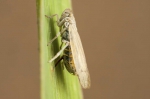Prokelisia marginata (macropteer)