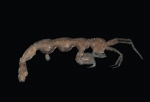 Picture of Pariambus typicus