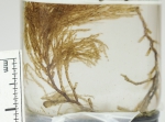 Sertularia plumosa Sertularia plumosa
