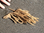 Haliclona Haliclona