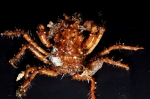 Pseudomicippe indonesica Griffin & Tranter, 1986 Pseudomicippe indonesica Griffin & Tranter, 1986