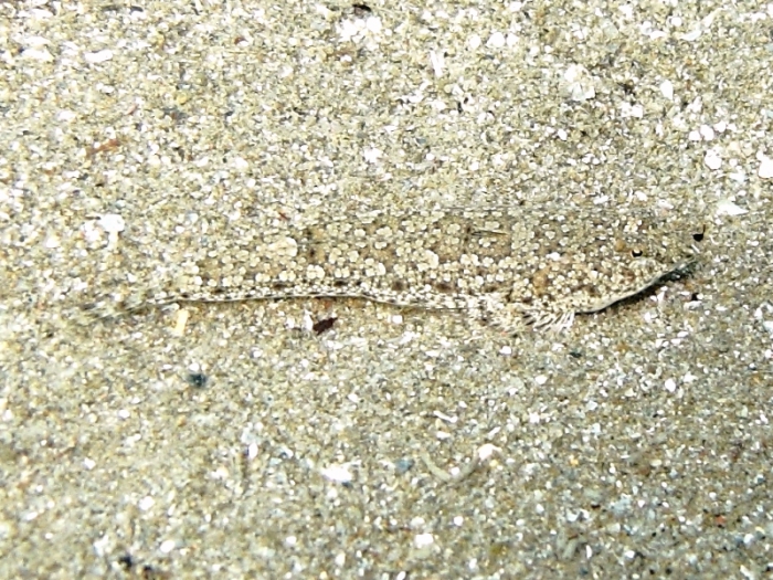 Callionymus risso (female)