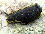 Nudibranchia