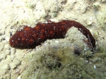 Holothuria poli