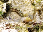 Lipophrys adriaticus