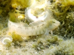 Lipophrys dalmatinus