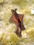 Pseudoceros maximus Pseudoceros maximus