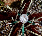 Echinothrix calamaris (Pallas, 1774) Echinothrix calamaris (Pallas, 1774)