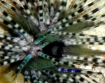 Echinothrix diadema (Linnaeus, 1758) Echinothrix diadema (Linnaeus, 1758)