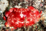 Carpilius convexus (Forskål, 1775) Carpilius convexus (Forskål, 1775)