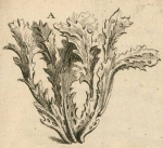 Spongia nervosa Type Spongia nervosa Type