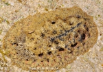 Atagema spongiosa (Kelaart, 1858) Atagema spongiosa (Kelaart, 1858)