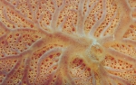 Clathria (Thalysias) raraechelae Clathria (Thalysias) raraechelae