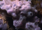 Haliclona (Halichoclona) vansoesti Haliclona (Halichoclona) vansoesti