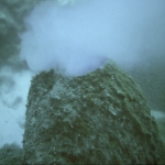 Neofibularia nolitangere 'smoking' Neofibularia nolitangere 'smoking'