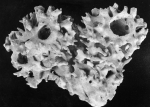 Callyspongia eschrichtii Duchassaing & Michelotti, 1864 Callyspongia eschrichtii Duchassaing & Michelotti, 1864