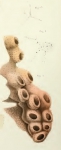Euryades notabilis Duch. & Mich. original figure Euryades notabilis Duch. & Mich. original figure