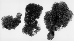 Euryades notabilis ZMA type material Euryades notabilis ZMA type material