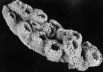 Igernella notabilis Igernella notabilis