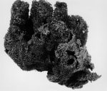 Luffaria insularis lectotype Luffaria insularis lectotype