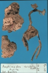 Amphimedon variabilis lectotype Amphimedon variabilis lectotype