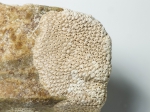 Smittina mucronata Smittina mucronata