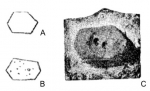 Melonechinus ? heckeri Faas, 1941 Melonechinus ? heckeri Faas, 1941