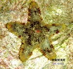 Asteropsis carinifera (Lamarck, 1816)