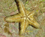 Asteropsis carinifera (Lamarck, 1816) 