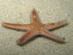 Astropecten spinulosus