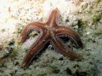 Astropecten spinulosus
