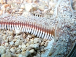 Astropecten bispinosus
