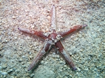 Astropecten bispinosus