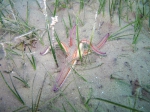 Astropecten bispinosus
