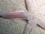 Astropecten bispinosus