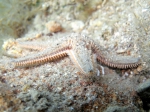 Astropecten platyacanthus
