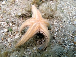 Astropecten platyacanthus