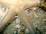 Astropecten platyacanthus
