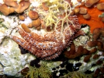 Coscinasterias tenuispina