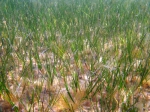 Cymodocea nodosa