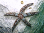 Marthasterias glacialis