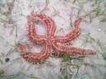 Marthasterias glacialis