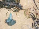 Portugees oorlogsschip - Physalia physalis Portugees oorlogsschip - Physalia physalis