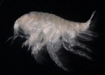 Picture of Urothoe brevicornis