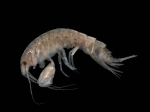 Picture of Abludomelita obtusata